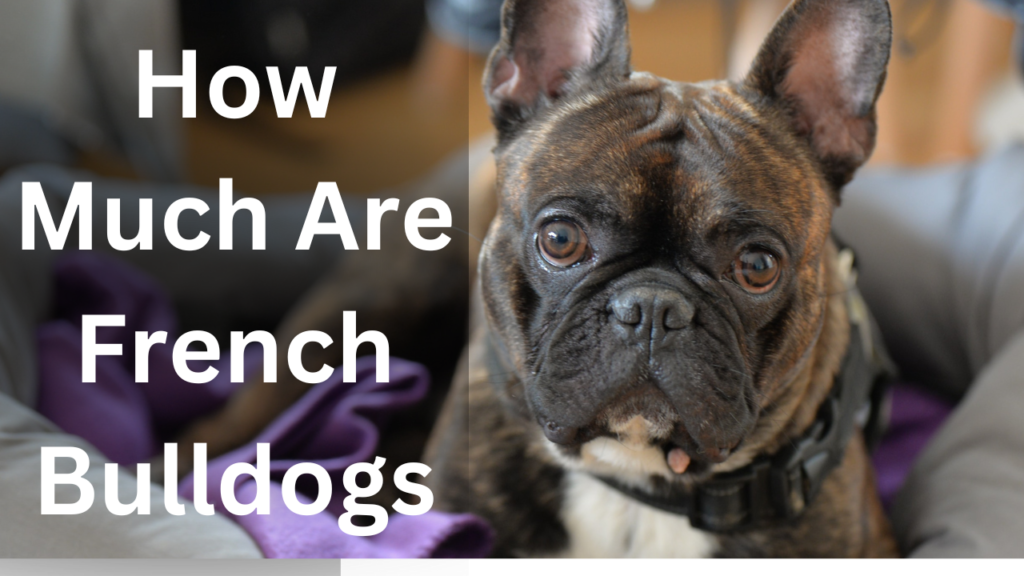 How Much Are French Bulldogs